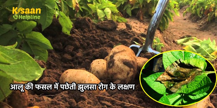 आलू की सफल खेती के लिए आवश्यक है इसमे लगने वाले विनाशकारी रोग पछेती झुलसा रोग का प्रबंधन, रोग आने से पूर्व करे तैयारी